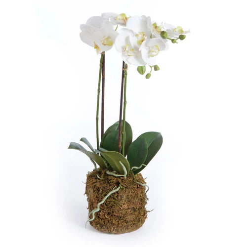 23" Phalaenopsis Orchid